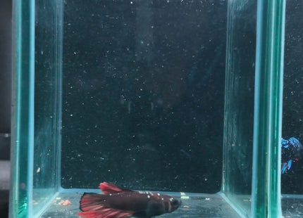 5BT11 - Crimson Red Turquoise & White Galaxy Koi Plakat Betta - Nano Tanks Australia