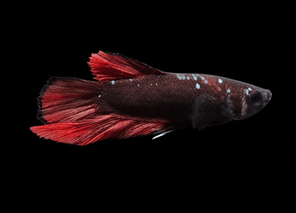 5BT11 - Crimson Red Turquoise & White Galaxy Koi Plakat Betta - Nano Tanks Australia