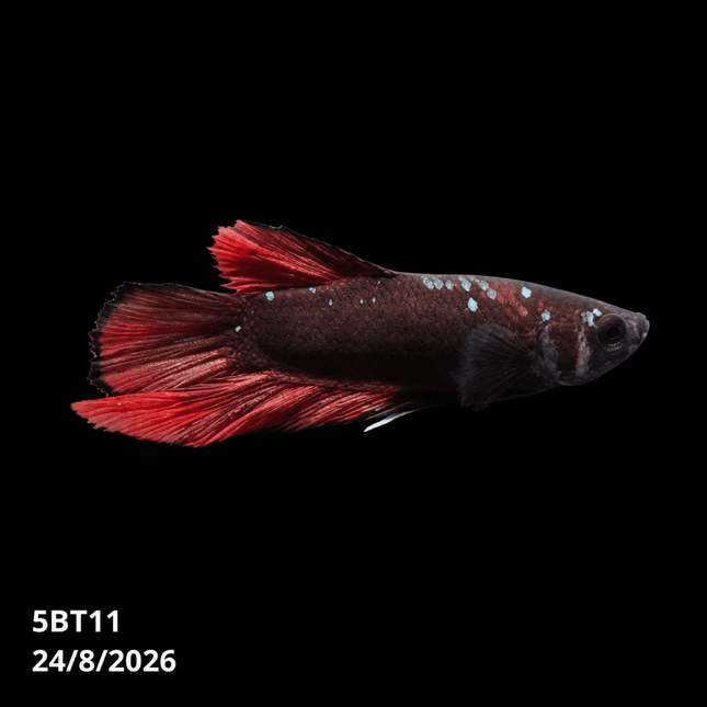 5BT11 - Crimson Red Turquoise & White Galaxy Koi Plakat Betta - Nano Tanks Australia