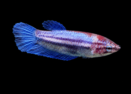 5BT12 - [ARRIVED 1-JUL-2026] Halfmoon Female Betta - Nano Tanks Australia