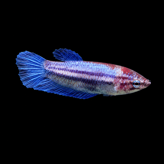 5BT12 - [ARRIVED 1-JUL-2026] Halfmoon Female Betta - Nano Tanks Australia