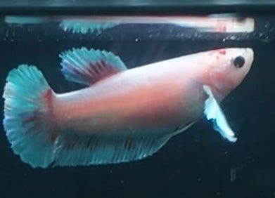 5BT12 - [ARRIVED 29 - MAY - 2026] Elephant Ear Plakat Female Betta - Nano Tanks Australia