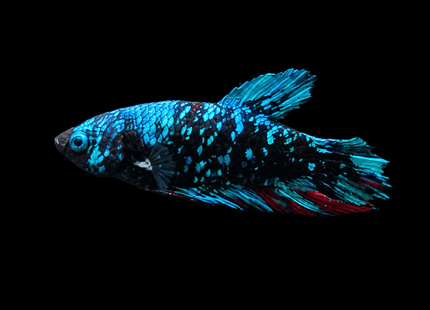 5BT12 - Red White Black Marble Plakat Betta - Nano Tanks Australia