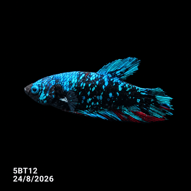 5BT12 - Red White Black Marble Plakat Betta - Nano Tanks Australia