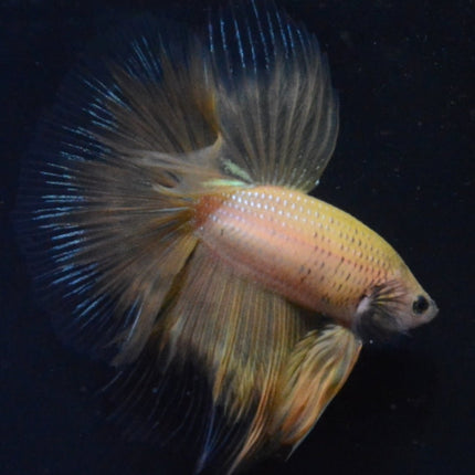 5BT12 - Yellow Fancy Halfmoon Betta Male (4bt13) - Nano Tanks Australia Aquarium Shop