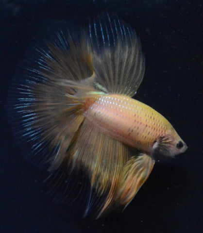 5BT12 - Yellow Fancy Halfmoon Betta Male (4bt13) - Nano Tanks Australia Aquarium Shop