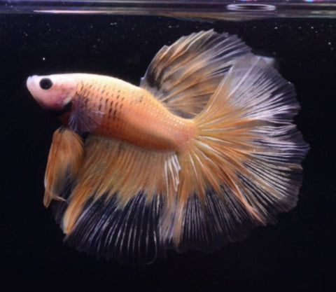 5BT12 - Yellow Halfmoon Betta Male - Nano Tanks Australia Aquarium Shop