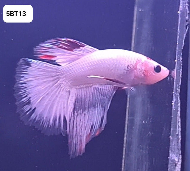 5BT13 - [ARRIVED 24 - MAY - 2025] Cellophane Halfmoon Male Betta - Nano Tanks Australia