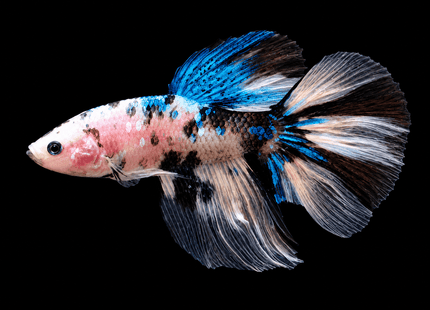 5BT13 - [ARRIVED 4-MAY-2026] Koi Halfmoon Male Betta - Nano Tanks Australia