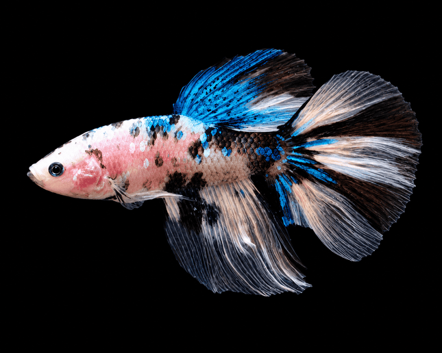 5BT13 - [ARRIVED 4-MAY-2026] Koi Halfmoon Male Betta - Nano Tanks Australia
