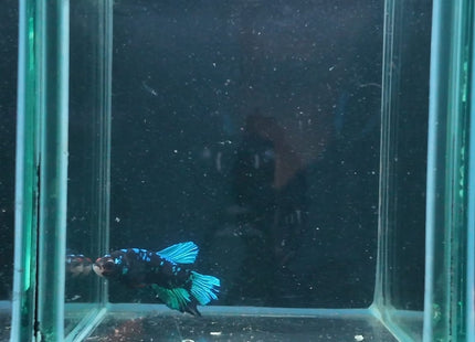 5BT13 - Crimson Red White Galaxy Koi Plakat Betta - Nano Tanks Australia