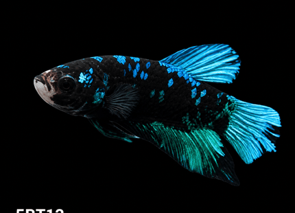 5BT13 - Crimson Red White Galaxy Koi Plakat Betta - Nano Tanks Australia