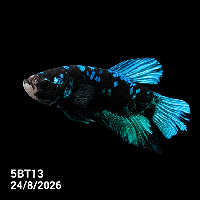 5BT13 - Crimson Red White Galaxy Koi Plakat Betta - Nano Tanks Australia