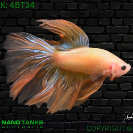 5BT13 - Yellow Fancy Halfmoon Betta Male (4bt34) - Nano Tanks Australia Aquarium Shop