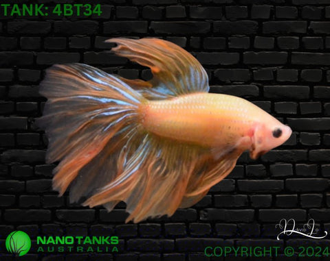 5BT13 - Yellow Fancy Halfmoon Betta Male (4bt34) - Nano Tanks Australia Aquarium Shop