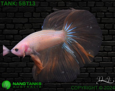 5BT13 - Yellow Halfmoon Betta Male - Nano Tanks Australia Aquarium Shop