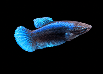 5BT14 - [ARRIVED 1-JUL-2026] Halfmoon Female Betta - Nano Tanks Australia