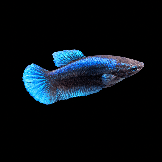 5BT14 - [ARRIVED 1-JUL-2026] Halfmoon Female Betta - Nano Tanks Australia