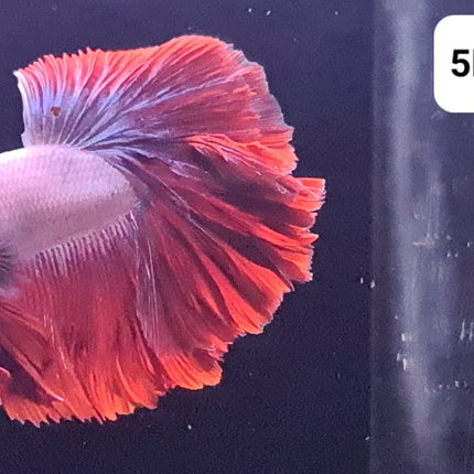5BT14 - [ARRIVED 2 - JUL - 2025] Red Cambodian Halfmoon Male Betta - Nano Tanks Australia