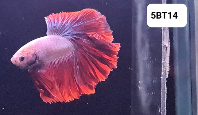 5BT14 - [ARRIVED 2 - JUL - 2025] Red Cambodian Halfmoon Male Betta - Nano Tanks Australia