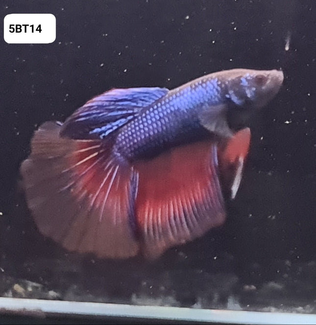 5BT14 - [ARRIVED 24 - MAY - 2025] Blue Tricolour Butterfly Halfmoon Male Betta - Nano Tanks Australia