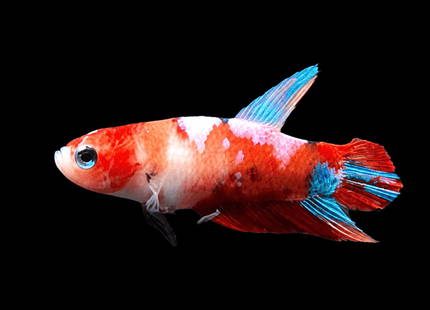 5BT14 - Red White Black Marble Plakat Betta - Nano Tanks Australia