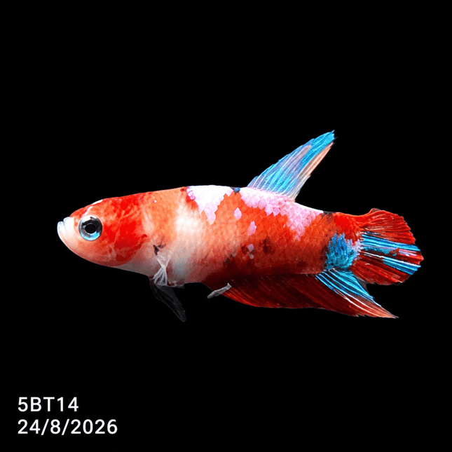 5BT14 - Red White Black Marble Plakat Betta - Nano Tanks Australia