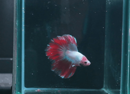 5BT14 - Red White Blue Marble Halfmoon Male - Nano Tanks Australia