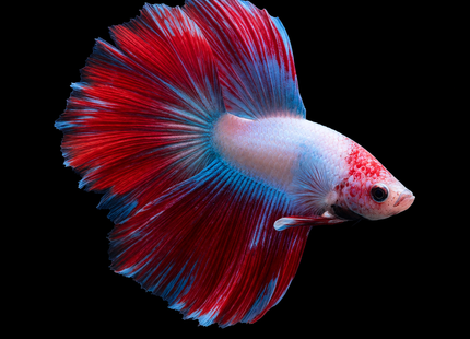 5BT14 - Red White Blue Marble Halfmoon Male - Nano Tanks Australia