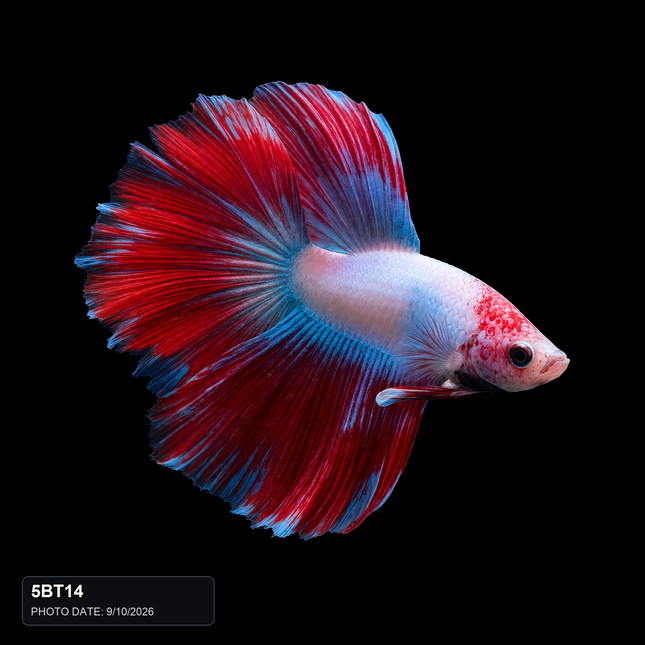 5BT14 - Red White Blue Marble Halfmoon Male - Nano Tanks Australia
