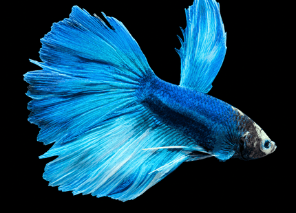5BT15 - [ARRIVED 29-JUN-2026] Halfmoon Male Betta - Nano Tanks Australia