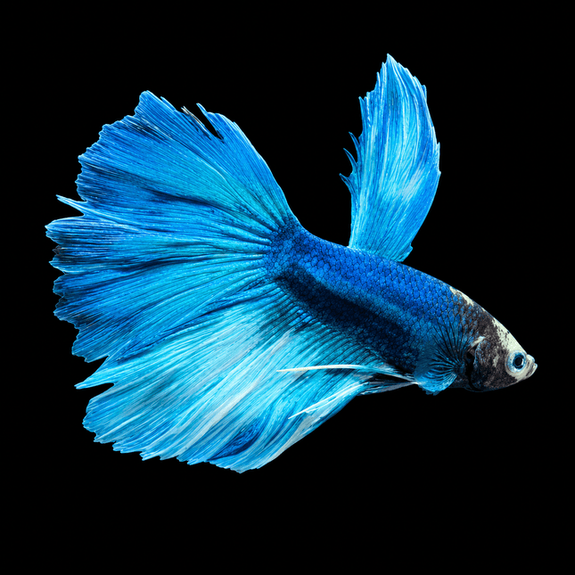 5BT15 - [ARRIVED 29-JUN-2026] Halfmoon Male Betta - Nano Tanks Australia