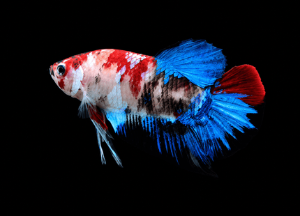 5BT15 - Coral Red Gold-White Dragon Plakat Betta - Nano Tanks Australia