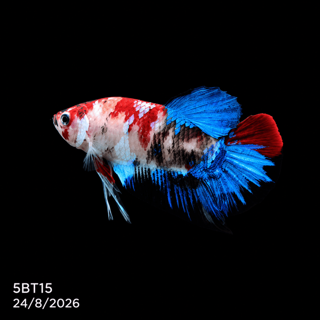 5BT15 - Coral Red Gold-White Dragon Plakat Betta - Nano Tanks Australia