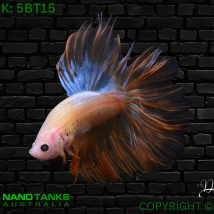 5BT15 - Yellow Halfmoon Betta Male - Nano Tanks Australia Aquarium Shop