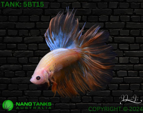 5BT15 - Yellow Halfmoon Betta Male - Nano Tanks Australia Aquarium Shop