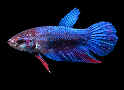 5BT16 - [ARRIVED 1-JUL-2026] Halfmoon Female Betta - Nano Tanks Australia
