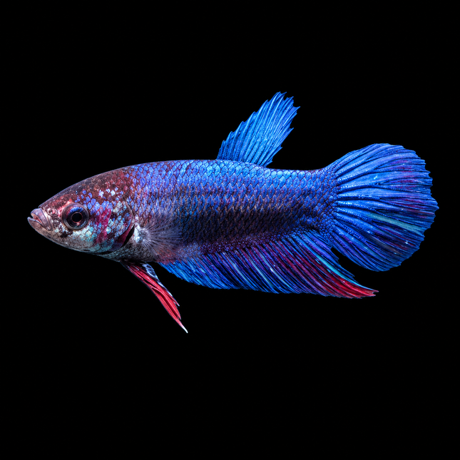 5BT16 - [ARRIVED 1-JUL-2026] Halfmoon Female Betta - Nano Tanks Australia