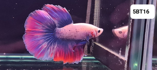 5BT16 - [ARRIVED 2 - JUL - 2025] Purple Cambodian Halfmoon Male Betta - Nano Tanks Australia