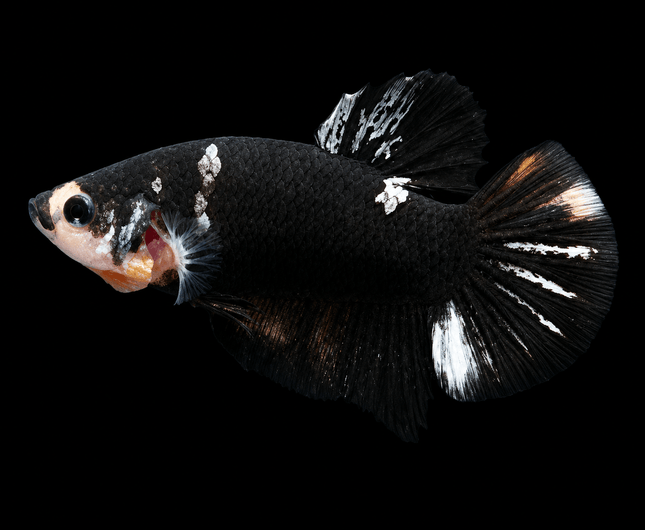 5BT16 - [ARRIVED 4-MAY-2026] Black Base Koi Halfmoon Plakat Male (2026 Pattern) - Nano Tanks Australia
