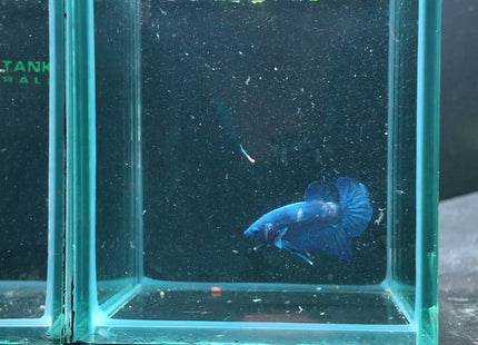 5BT16 - Crimson Red White Galaxy Koi Plakat Betta - Nano Tanks Australia