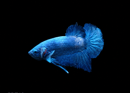 5BT16 - Crimson Red White Galaxy Koi Plakat Betta - Nano Tanks Australia