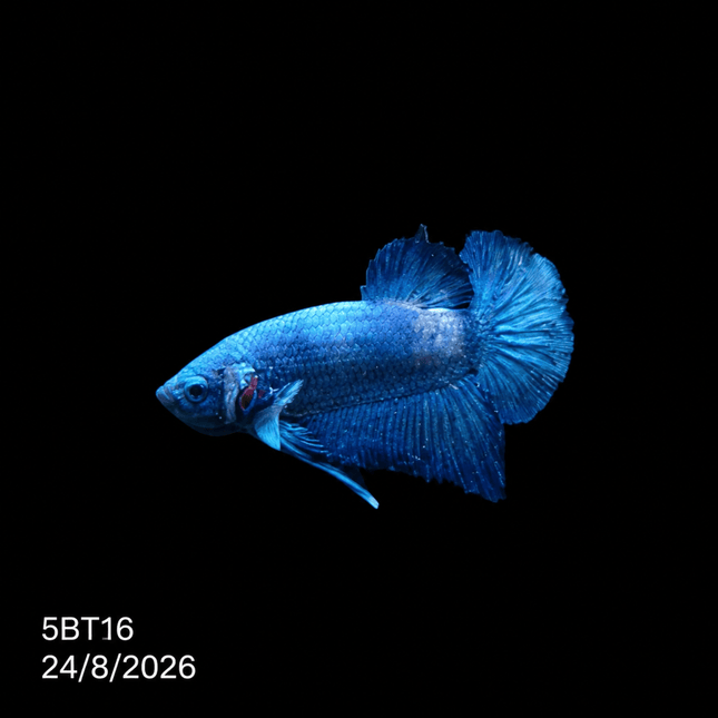 5BT16 - Crimson Red White Galaxy Koi Plakat Betta - Nano Tanks Australia