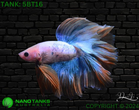 5BT16 - Yellow Fancy Halfmoon Betta Male - Nano Tanks Australia Aquarium Shop