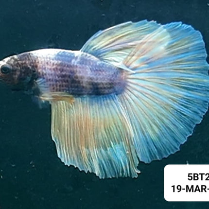 5BT21 - [ARRIVED 19 - MAR - 2026] Yellow Pastel Halfmoon Male Betta - Nano Tanks Australia