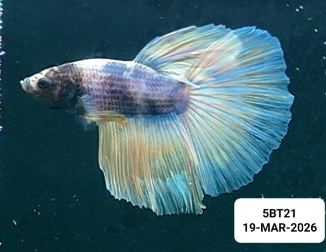 5BT21 - [ARRIVED 19 - MAR - 2026] Yellow Pastel Halfmoon Male Betta - Nano Tanks Australia