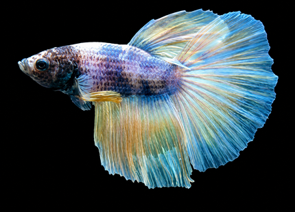 5BT21 - [ARRIVED 19-MAR-2026] Yellow Pastel Halfmoon Male Betta - Nano Tanks Australia