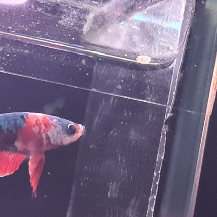 5BT21 - [ARRIVED 2 - JUL - 2025] Galaxy Nemo Halfmoon Plakat Male Betta - Nano Tanks Australia