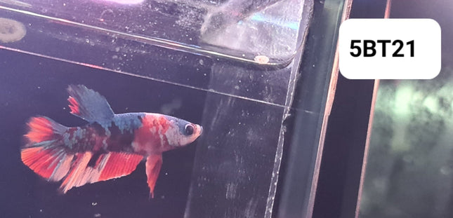 5BT21 - [ARRIVED 2 - JUL - 2025] Galaxy Nemo Halfmoon Plakat Male Betta - Nano Tanks Australia