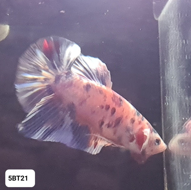 5BT21 - [ARRIVED 24 - MAY - 2025] Marble Blue Giant Plakat Male Betta - Nano Tanks Australia